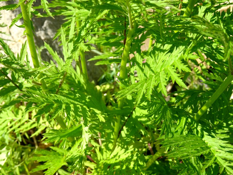 Vélar à feuilles de tanaisie, Descurainia tanacetifolia, B… 