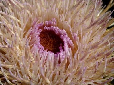 Cirse laineux, Cirsium eriophorum, Astéracées 