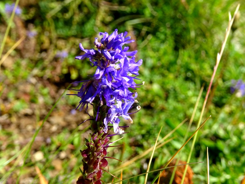 Véronique d'Allioni, Veronica allionii, Plantaginacées 