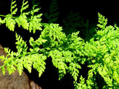 Allosore crépu ou Cryptogramme crépue, Cryptogramma crispa… 
