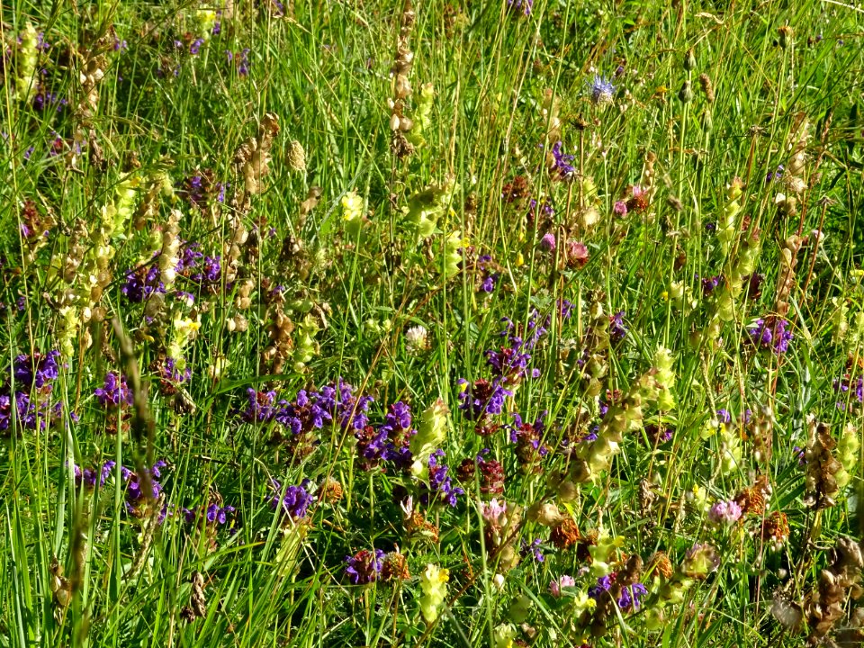 Brunelle a grandes fleurs, Prunella grandiflora, Lamiacées… 
