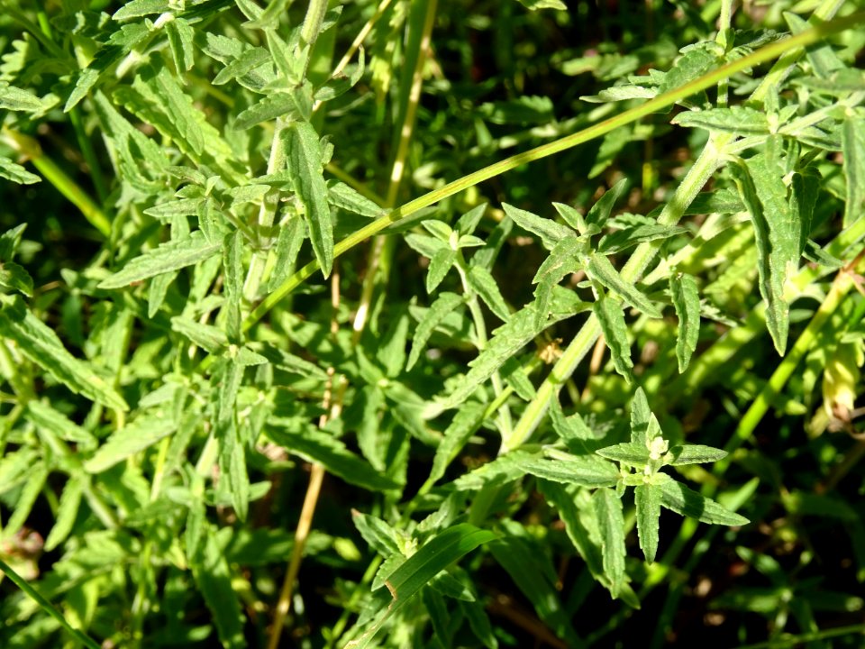 Népéta à feuilles lancéolées, Nepeta nepetella, Lamiacées 