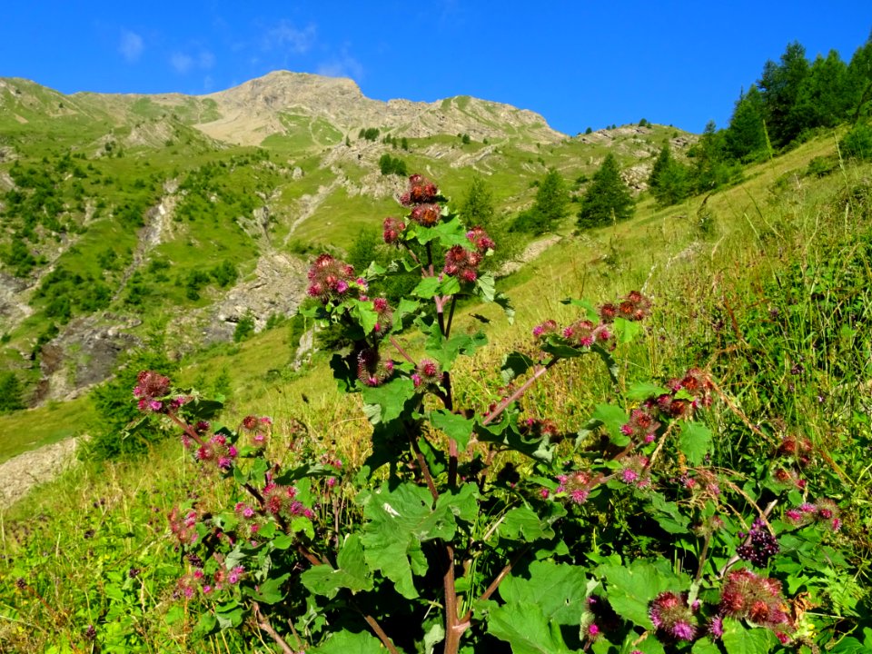 Petite bardane, Arctium minus, Astéracées 
