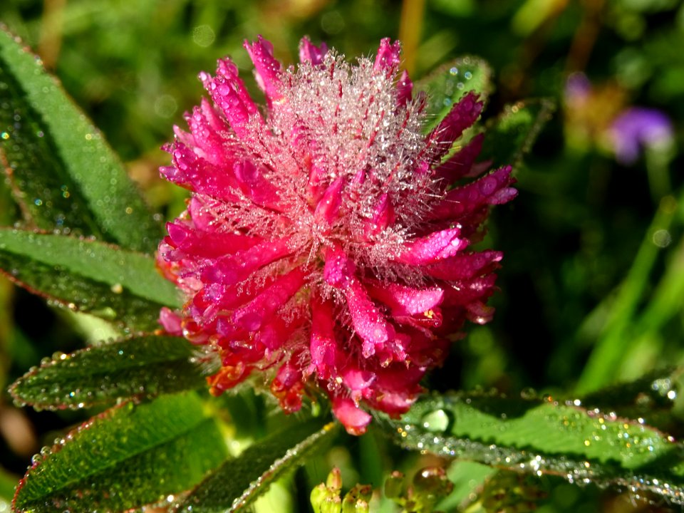 Trèfle alpestre, Trifolium alpestre, Fabacées 