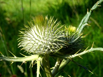 Cirse laineux, Cirsium eriophorum, Astéracées 