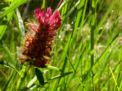 Trèfle alpestre, Trifolium alpestre, Fabacées 