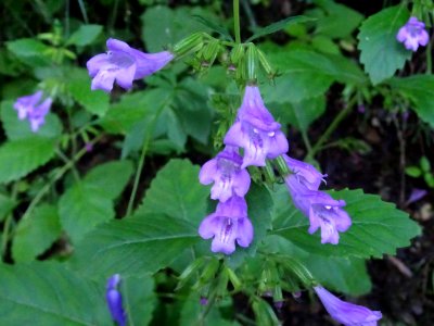 Calament à grandes fleurs, Clinopodium grandiflorum, Lamia… 