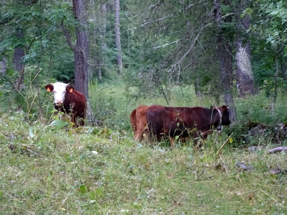 Vaches près du hameau Le Serre, dans le vallon du Rabioux 