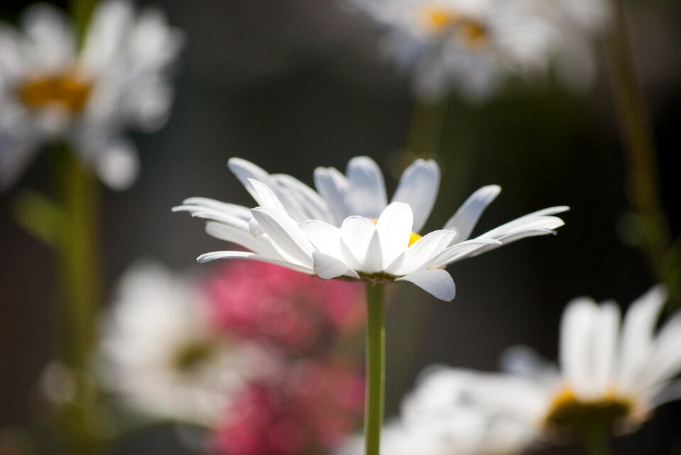 Spring flower daisies