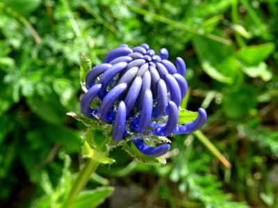 Raiponce orbiculaire, Phyteuma orbiculare, Campanulacées 