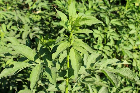 Plant nature leaves