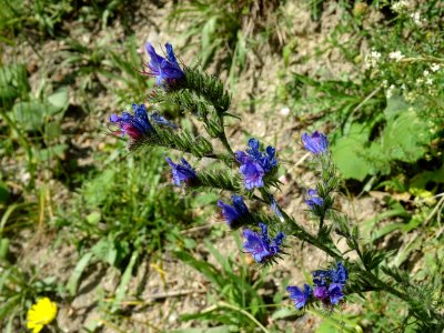 Vipérine commune, Echium vulgare, Boraginacées 