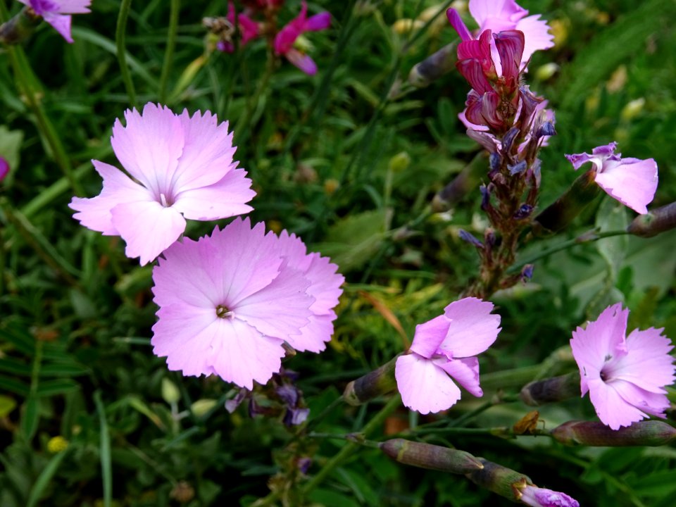 Oeillet bleuâtre, Dianthus gratianopolitanus, Caryophyllac… 