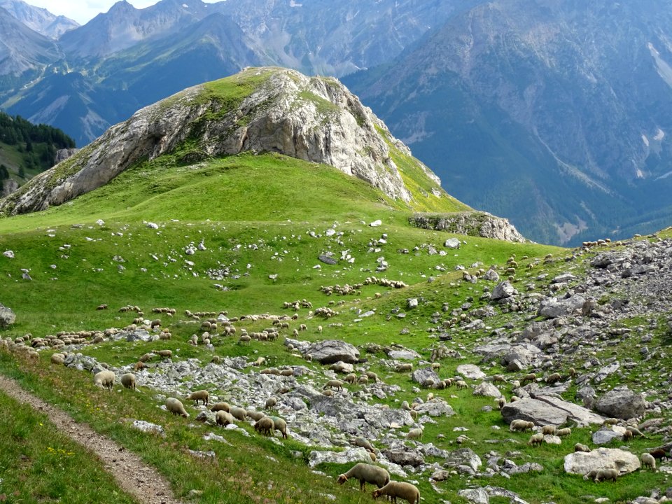 Troupeau de moutons 