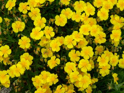 Hélianthème jaune, Helianthemum nummularium, Cistacées 