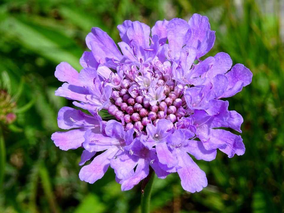 Scabieuse brillante, Scabiosa lucida, Caprifoliacées 