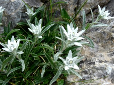 Edelweiss, Leontopodium nivale, Astéracées 