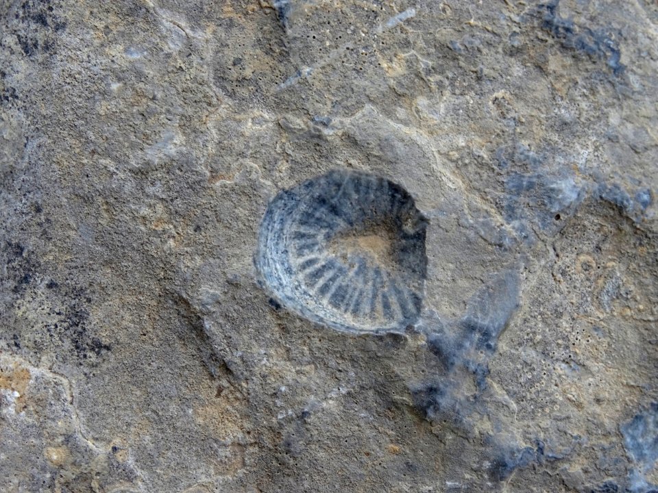Trace fossilisée d'un coquillage ... 