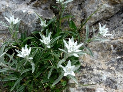 Edelweiss, Leontopodium nivale, Astéracées 
