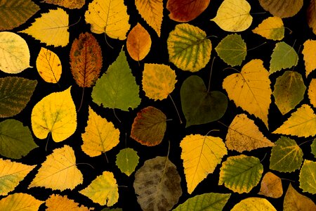Autumn leaf autumn foliage leaf