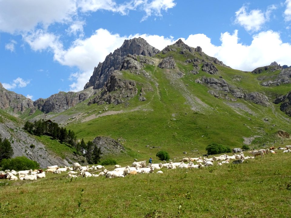 Troupeau de vaches dans le vallon de l'Alpe du Lauzet 