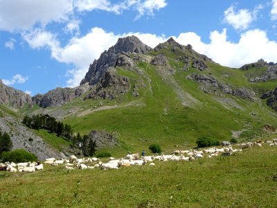 Troupeau de vaches dans le vallon de l'Alpe du Lauzet 