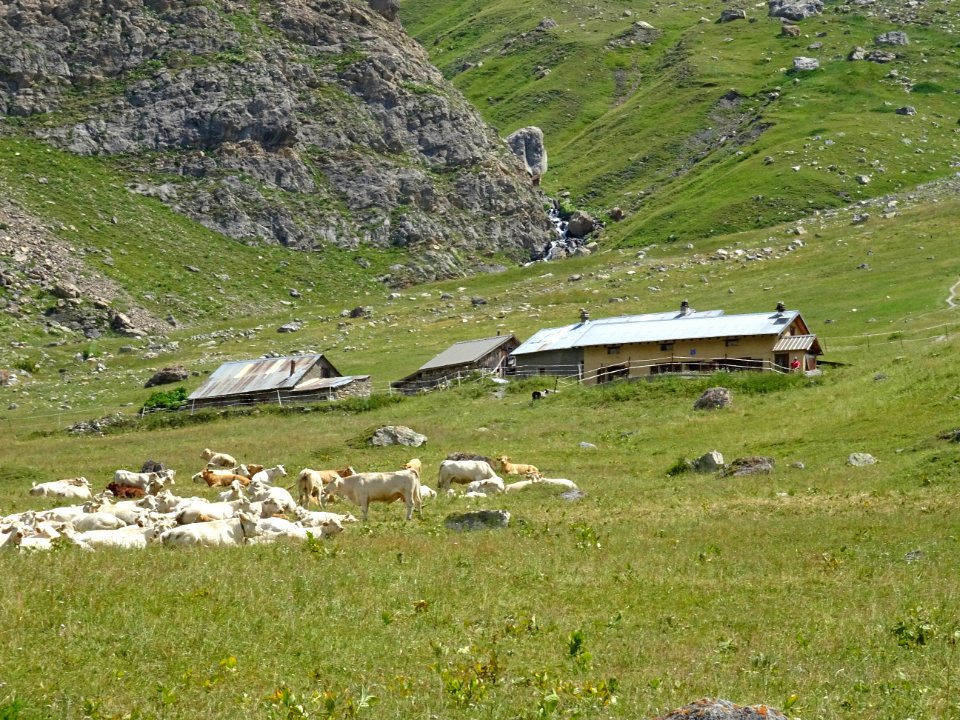Troupeau de vaches dans le vallon de l'Alpe du Lauzet 
