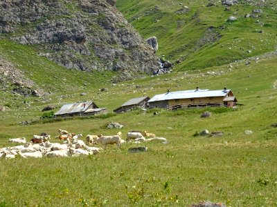 Troupeau de vaches dans le vallon de l'Alpe du Lauzet 