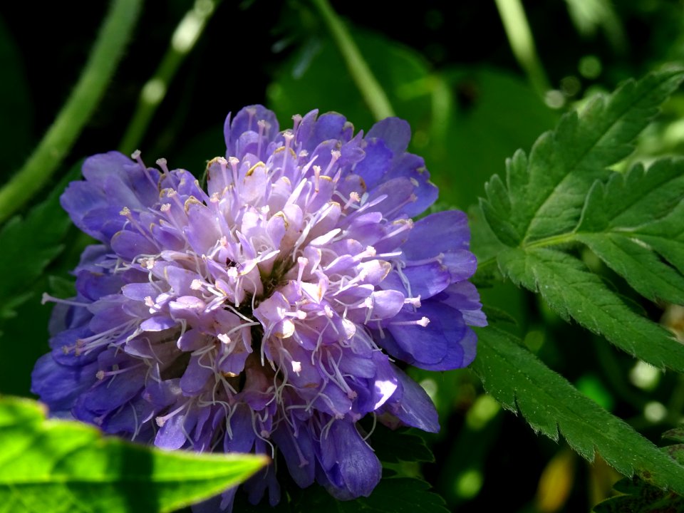 Scabieuse des champs, Knautia arvensis, Caprifoliacées 