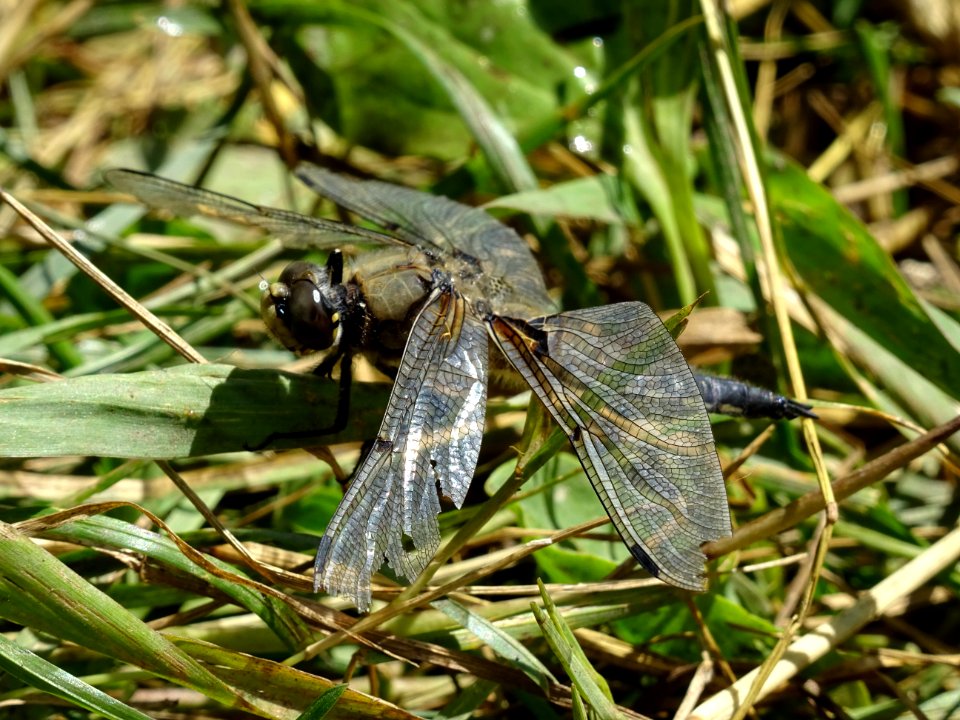 Libellule ... à identifier 