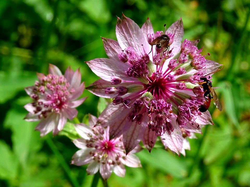 Grande astrance, Astrantia major, Apiacées 