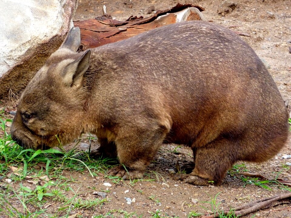 Wildlife herbivore mammal