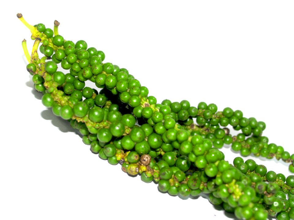 Black black pepper circle