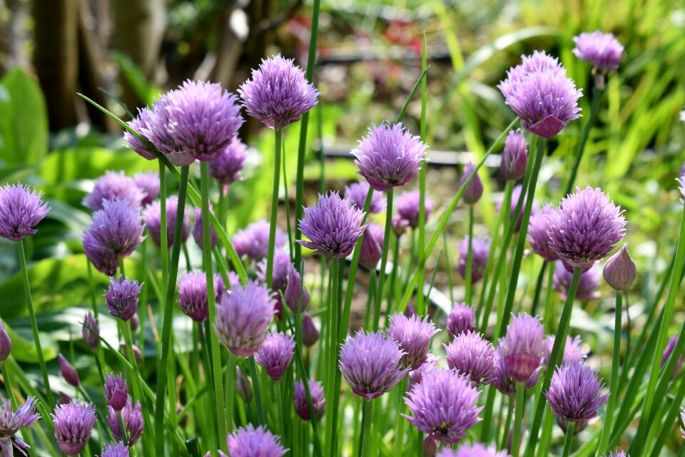 Purple nature plant photo