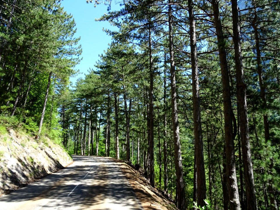La D537 traverse la forêt domaniale de Pellafol, Isère 