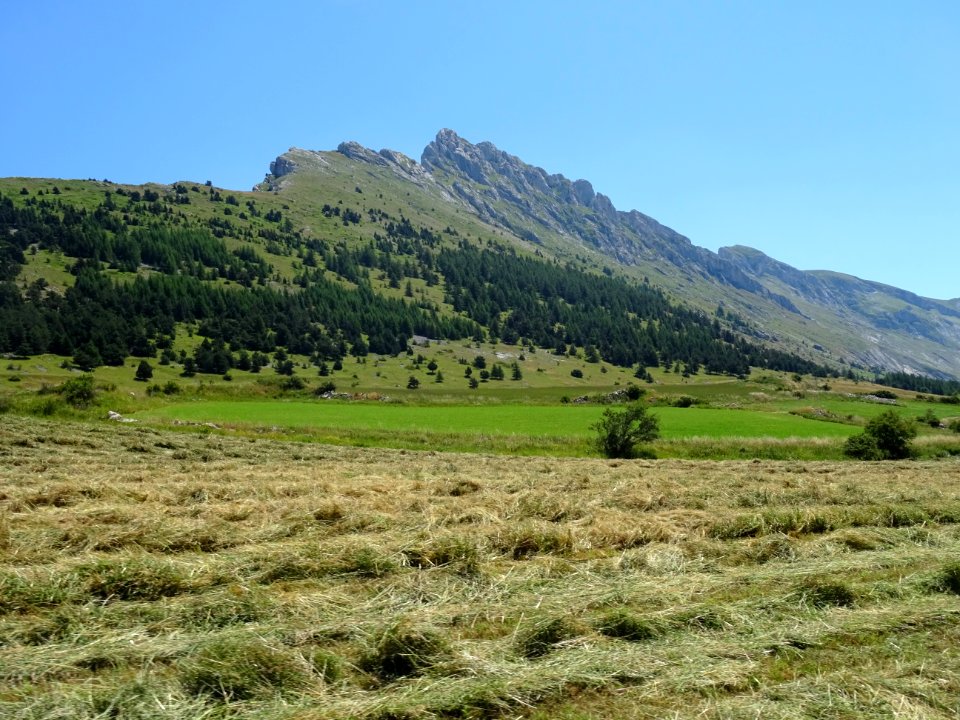 Fenaison dans le Dévoluy 