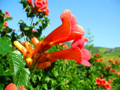 Orange flower orange plant