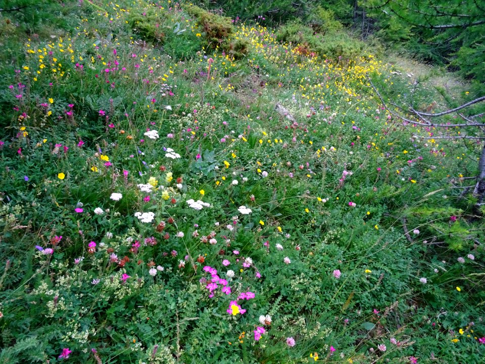 Des centaines de fleurs 