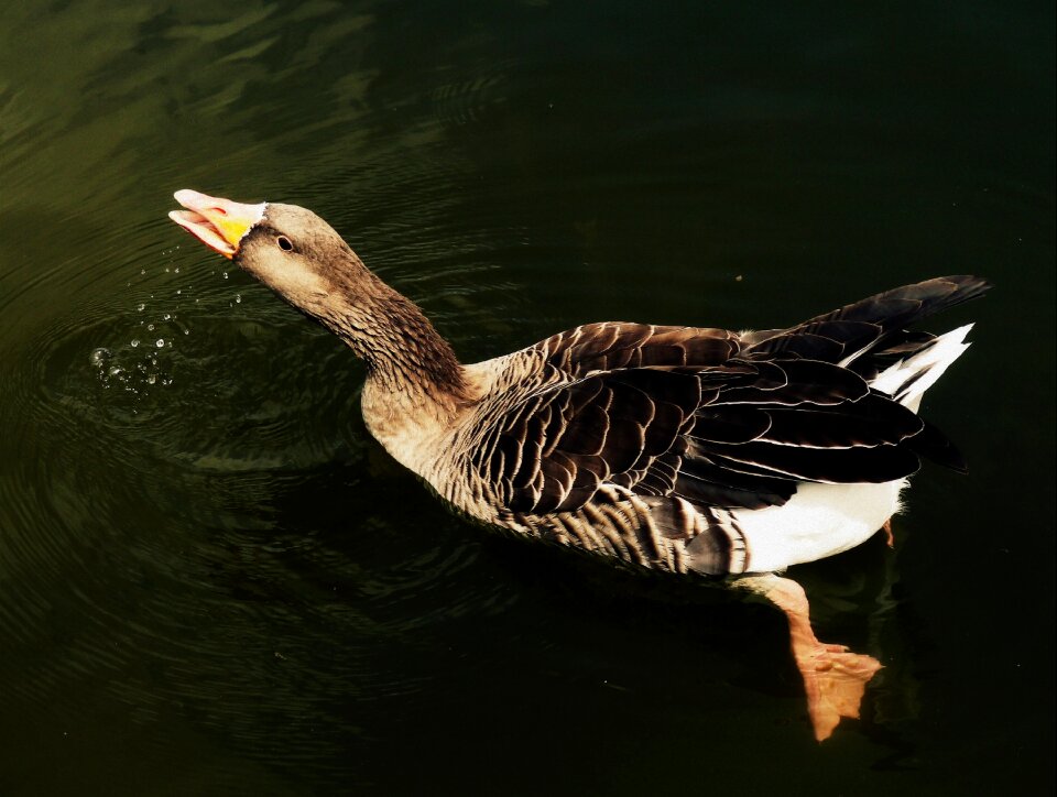 Greater white-fronted goose goose white-fronted goose
