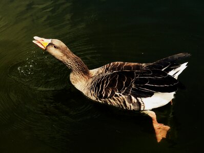 Greater white-fronted goose goose white-fronted goose
