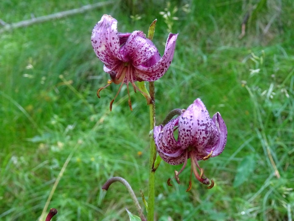 Lis martagon, Lilium martagon, Liliacées 