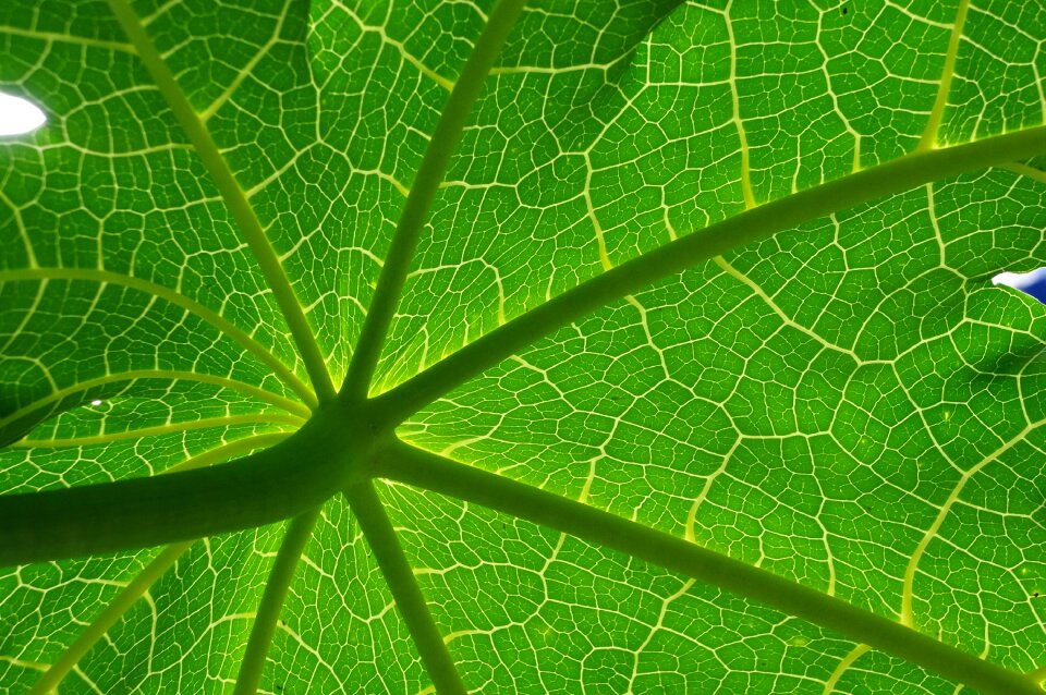Green texture natural