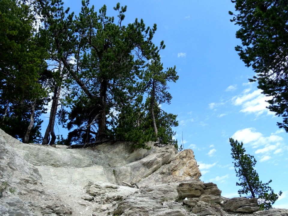 Pin de montagne, Pinus mugo, Pinacées, dans la montée vers… 