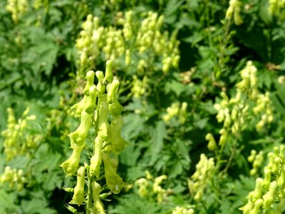 Aconit tue-loup, Aconitum lycoctonum, Renonculacées 