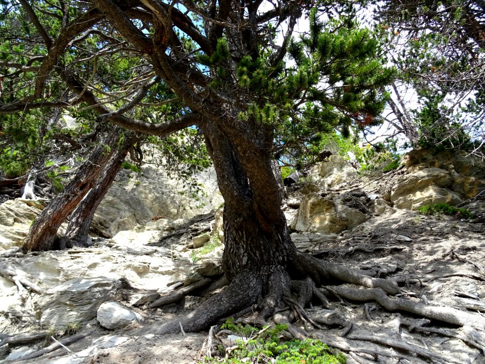 Pin de montagne, Pinus mugo, Pinacées, dans la montée vers… 