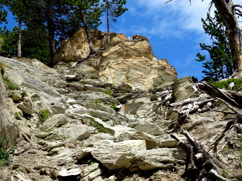 Pin de montagne, Pinus mugo, Pinacées, dans la montée vers… 