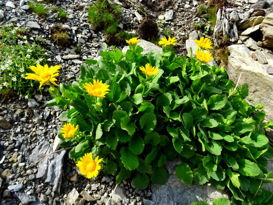 Doronic à grandes fleurs, Doronicum grandiflorum, Composée… 