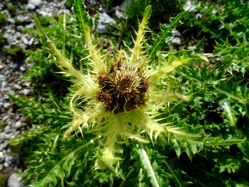 Cirse épineux, Cirsium spinosissimum, Composées 