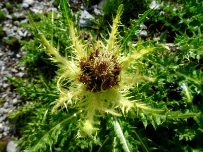 Cirse épineux, Cirsium spinosissimum, Composées 