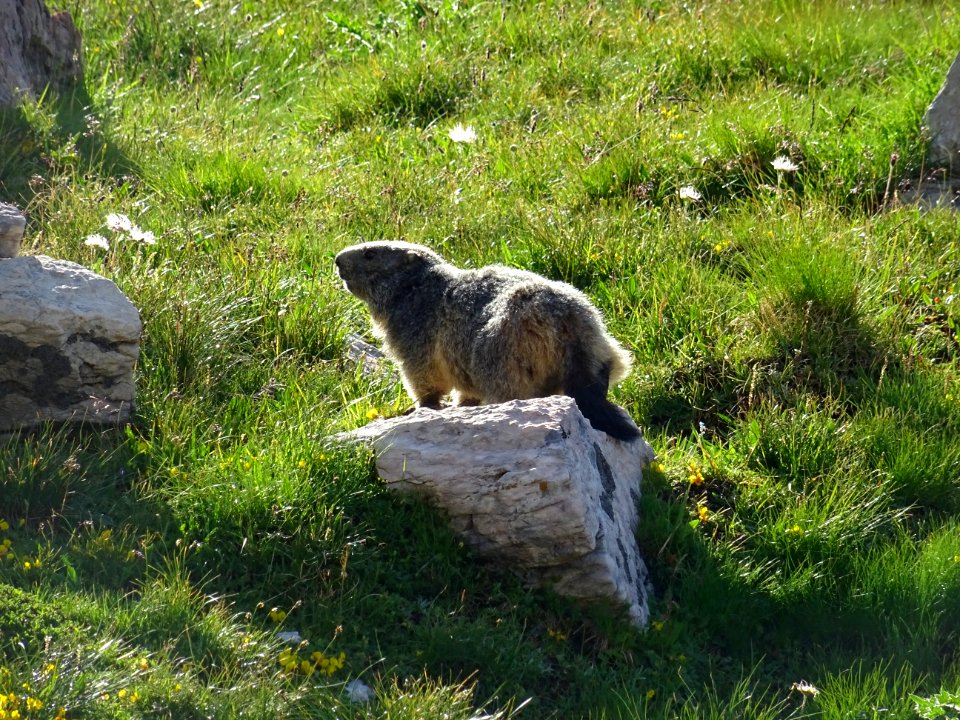 Une marmotte paisible 